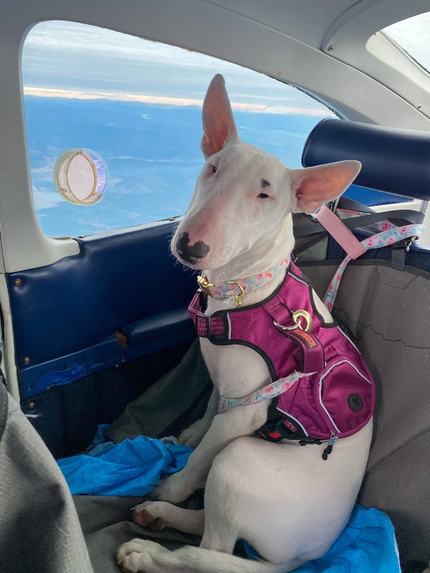 Pilots N Paws rescue dog Mochi.